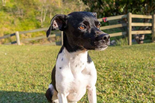 Hunderassen-Brasilianischer Terrier-Bild