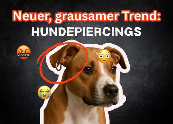 Blog-Hundepiercings – ein grausamer Trend, der unsere Vierbeiner leiden lässt-Bild