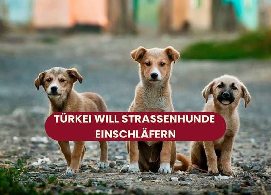 Blog-Das kann nicht die Lösung sein - Türkei möchte Straßenhunde nach 30 Tagen einschläfern-Bild