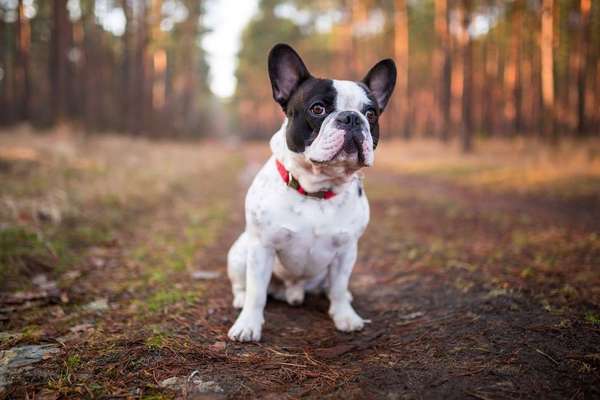 Hunderassen-Französische Bulldogge-Bild