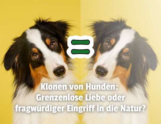 Blog-Den eigenen Hund klonen: Science-Fiction wird Realität - Muss das sein?-Bild