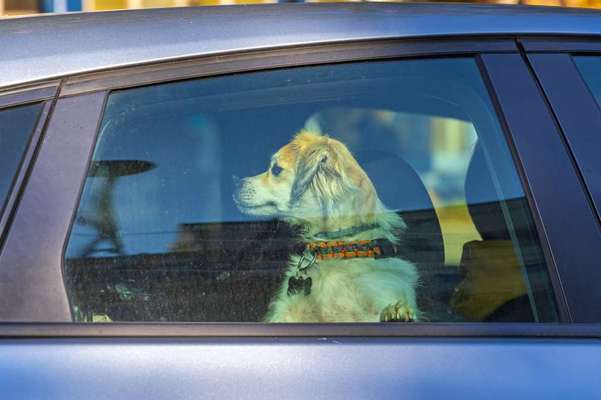 Presse-Dogorama warnt: Sommerhitze wird zur Lebensgefahr für Hunde – Gefahr beginnt schon bei 20 °C Außentemperatur-Bild