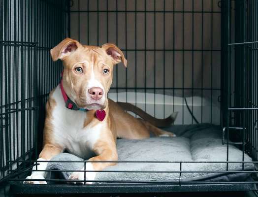 Blog-Welpenerziehung mit der Hundebox – was du beachten solltest-Bild
