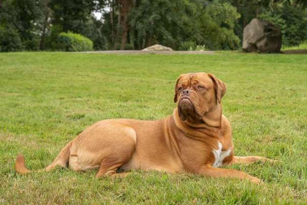 Hunderassen-Bordeaux Dogge-Bild