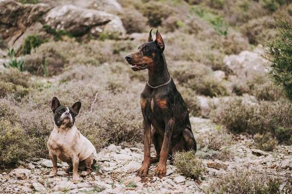 Blog-Alles über das Kupieren von Hunden-Bild