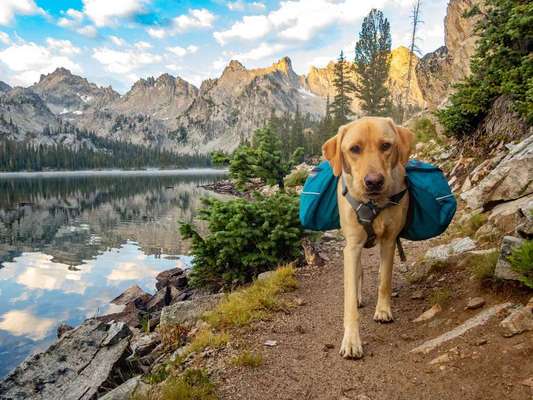 Blog-Verreisen mit Hund – alles, was man wissen muss-Bild