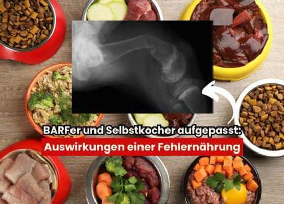 Blog-Ist selbstgemachte Hundenahrung gefährlich? Zu geringe Knochendichte aufgrund von Nährstoffmangel bei Hunden-Bild