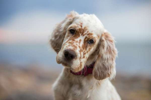 Hunderassen-English Setter-Bild