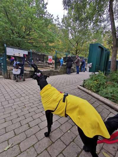 Windhunde - Treffen der besonderen Schönheiten
HERZLICH WILLKOMMEN-Beitrag-Bild