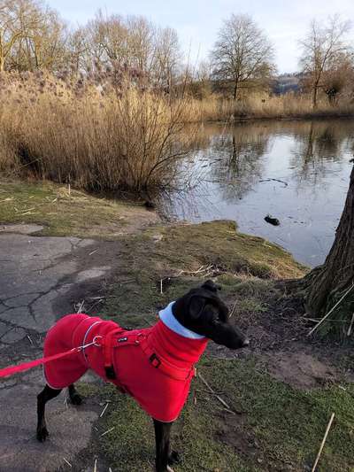Windhunde - Treffen der besonderen Schönheiten
HERZLICH WILLKOMMEN-Beitrag-Bild