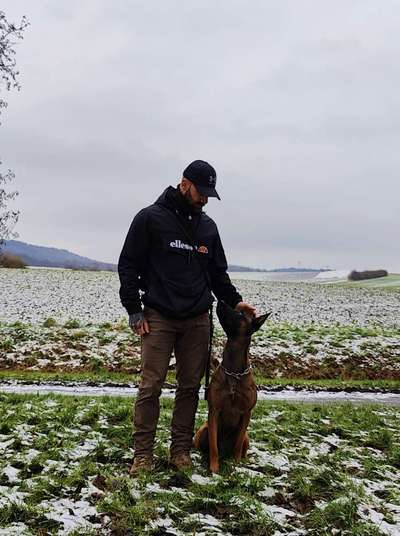 Hundetreffen-Gemeinsamer Spaziergang-Bild