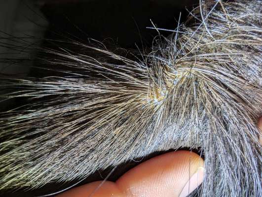 Braune Schuppen auf der Rute-Beitrag-Bild