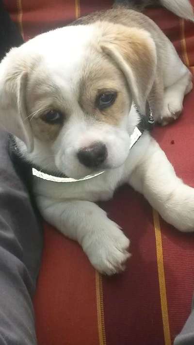 Welpen Bilder !-Beitrag-Bild