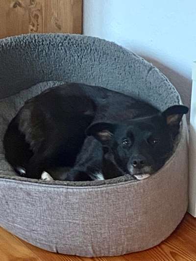 Auslandstierschutz-Beitrag-Bild