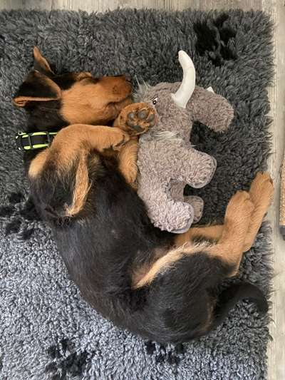 Welpen Bilder !-Beitrag-Bild