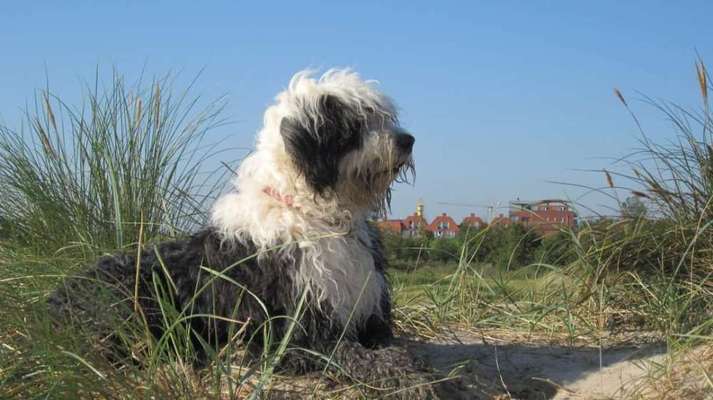 Haare, Haare, HAARE-Beitrag-Bild