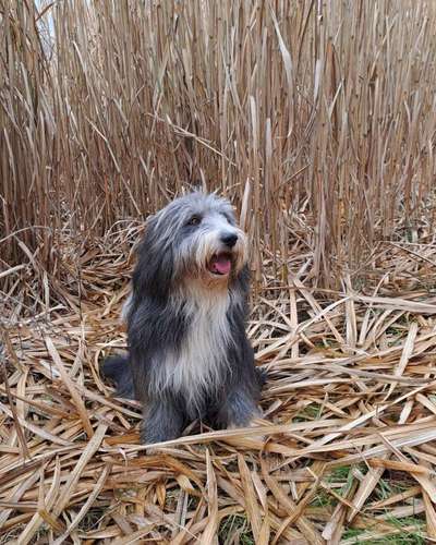 Bearded Collie hier?-Beitrag-Bild