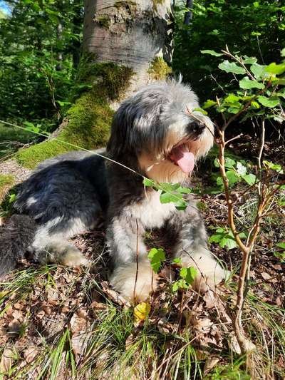 Hund/Welpen finden wo/wie-Beitrag-Bild