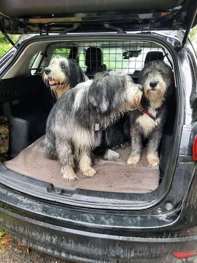 Die Dogorama Wochen Challenge-Beitrag-Bild