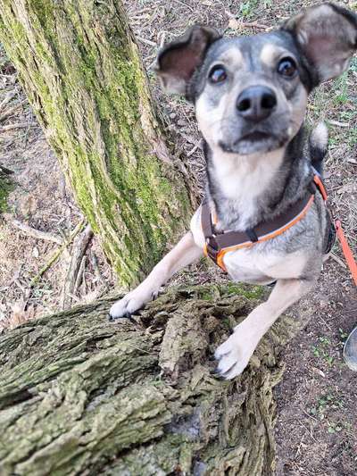 Hundetreffen-Gemeinsame Gassirunden/Social Walks/Spiel- und Toberunde-Bild