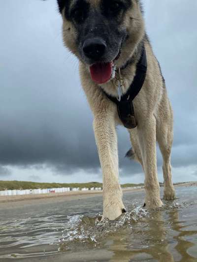 Dogorama Photo Challenge - Details Ganz nah-Beitrag-Bild