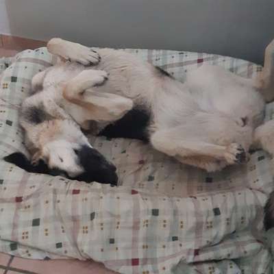 139. Fotochallenge - HUNDEKNOTEN-Beitrag-Bild