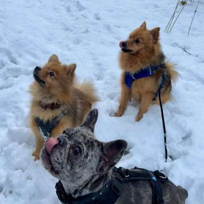 %{de_profession_title}-Halbtasgesbetreuung inkl. Spaziergang-Bild