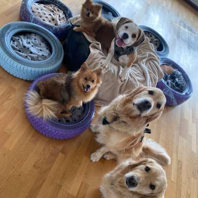 %{de_profession_title}-Tagesbetreuung inkl. Spaziergang-Bild