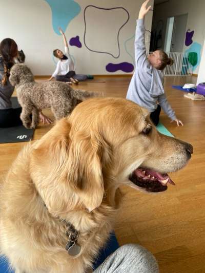 %{de_profession_title}-Hunde-Yoga-Bild