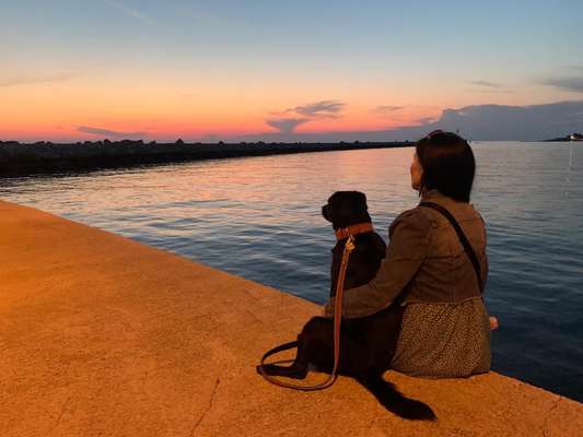 Die Dogorama Wochen Challenge-Beitrag-Bild