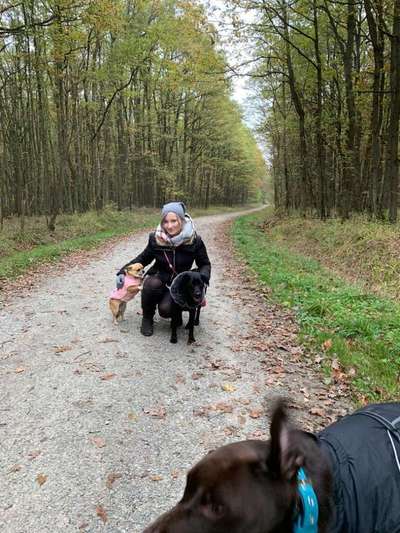 Kleidung für den Labrador?-Beitrag-Bild