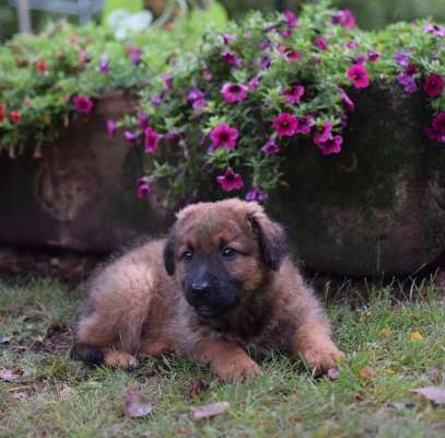 Welpen Bilder !-Beitrag-Bild