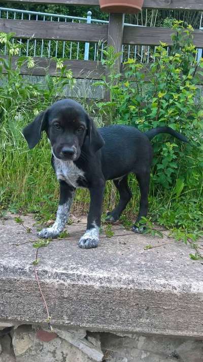 Welpen Bilder !-Beitrag-Bild