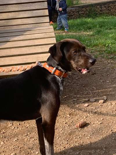 Dogorama Photo Challenge - Gassipause-Beitrag-Bild