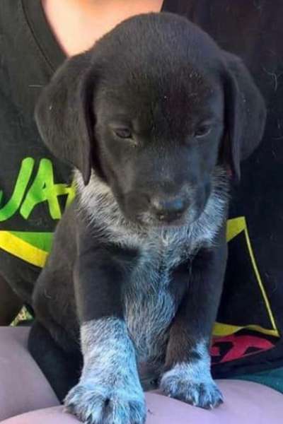 Welpen Bilder !-Beitrag-Bild