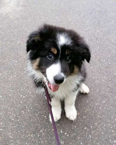 Welpen Bilder !-Beitrag-Bild