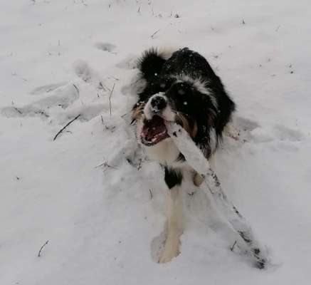 Zeigt die schönsten Schneebilder von eurer Fellnase ❄️-Beitrag-Bild