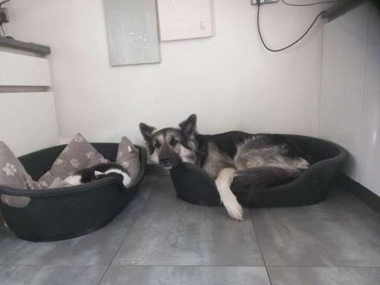 Hundetreffen-Rocky sucht Gassi- und Spielfreundinnen-Bild