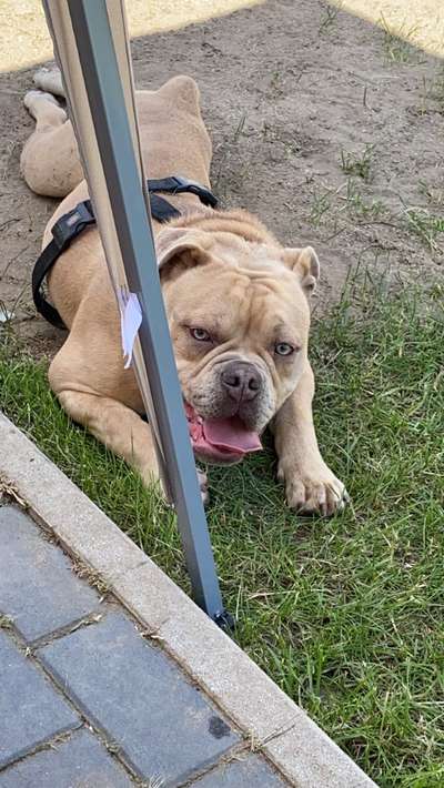 Olde English Bulldogge-Beitrag-Bild