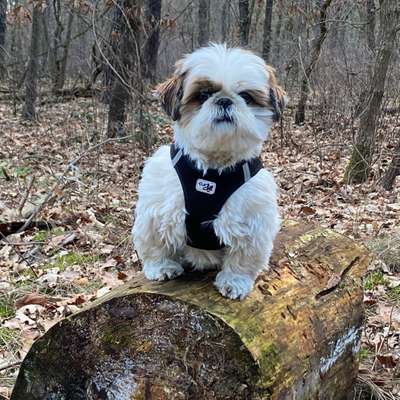 Hundetreffen-Kleine Hunde in Friedrichshain-Bild
