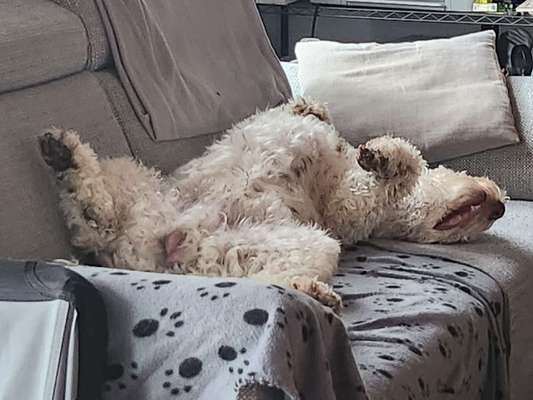 Dogorama Photo Challenge - Zeigt her eure Bäuche-Beitrag-Bild