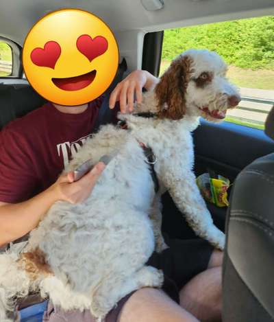 85. Foto Challenge : Schosshund-Beitrag-Bild