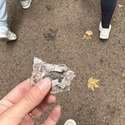 Giftköder-Rasierklingen-Bild