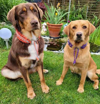 Labradorfans-Beitrag-Bild