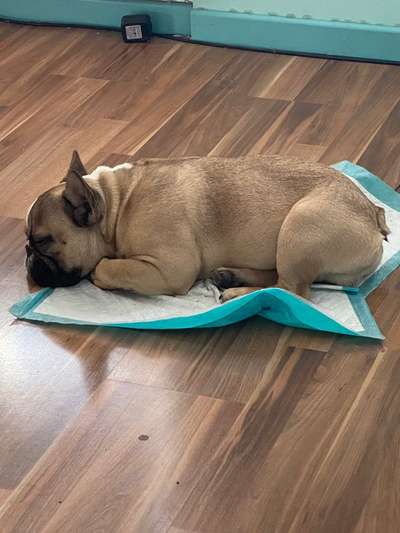 Französische Bulldoggen-Beitrag-Bild