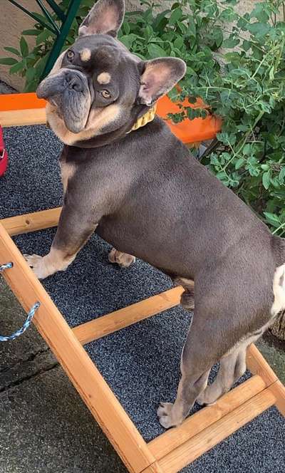 Französische Bulldoggen-Beitrag-Bild