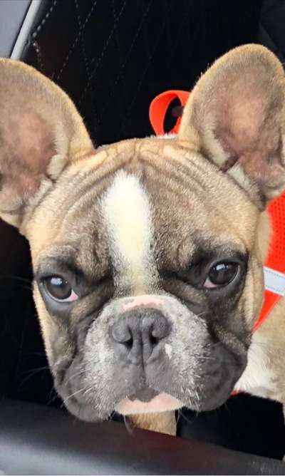 Französische Bulldoggen-Beitrag-Bild