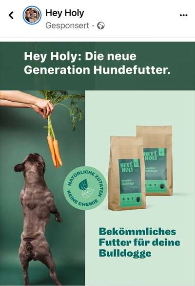 Französische Bulldoggen-Beitrag-Bild