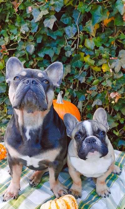 Französische Bulldoggen-Beitrag-Bild