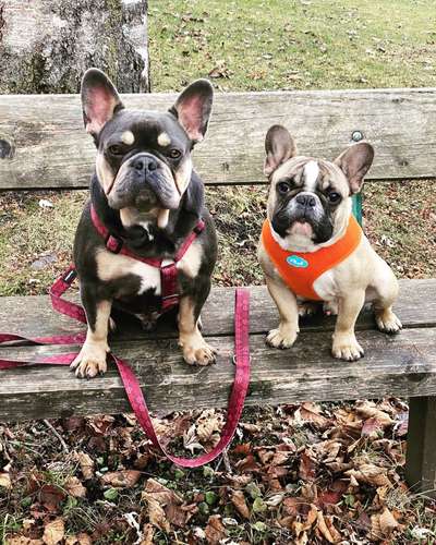 Französische Bulldoggen-Beitrag-Bild